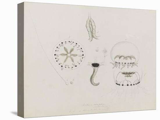 Willsia Stellata: Jellyfish-Philip Henry Gosse-Premier Image Canvas