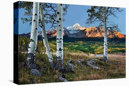 Wilson Peak Aspens I-Larry Malvin-Premier Image Canvas