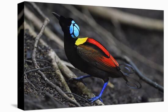 Wilson's bird-of-paradise, Waigeo, Raja Ampat, Western Papua, Indonesian New Guinea-Staffan Widstrand-Premier Image Canvas