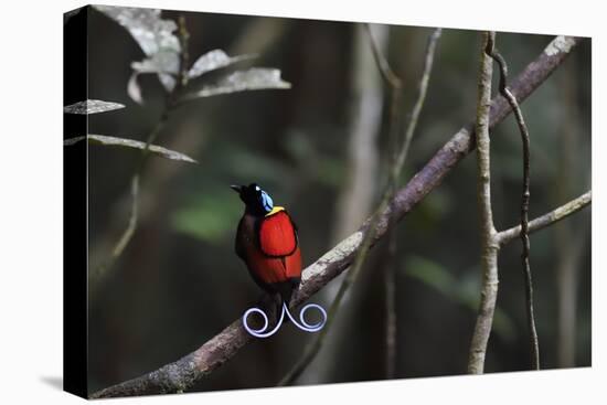 Wilson's bird-of-paradise, Waigeo, Raja Ampat, Western Papua, Indonesian New Guinea-Staffan Widstrand-Premier Image Canvas