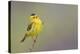 Wilson's Warbler Singing-Ken Archer-Premier Image Canvas