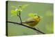 Wilson's Warbler-Ken Archer-Premier Image Canvas