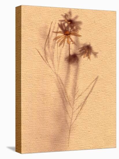 Wilted Flower and Stem Sketch-Robert Cattan-Premier Image Canvas