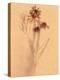 Wilted Flower and Stem Sketch-Robert Cattan-Premier Image Canvas