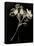 Wilted White Rose and Baby's Breath in Black and White-Robert Cattan-Premier Image Canvas