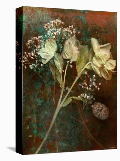 Wilted White Rose and Baby's Breath-Robert Cattan-Premier Image Canvas
