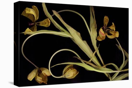 Wilted Yellow Tulips-Anna Miller-Premier Image Canvas