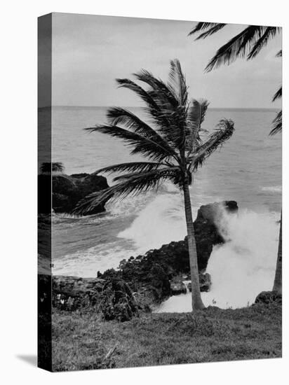 Wind Blowing the Palm Trees and the Waves Pounding on the Jamaica Coastline-null-Premier Image Canvas