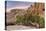 Wind-Blown Juniper Tree, Joshua Tree National Park, California, USA-Jaynes Gallery-Premier Image Canvas