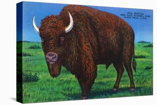 Wind Cave Nat'l Park, South Dakota - Bull Buffalo in Black Hills-Lantern Press-Stretched Canvas