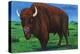Wind Cave Nat'l Park, South Dakota - Bull Buffalo in Black Hills-Lantern Press-Stretched Canvas