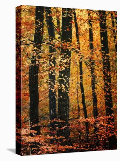 Wind in the Trees-Philippe Sainte-Laudy-Premier Image Canvas