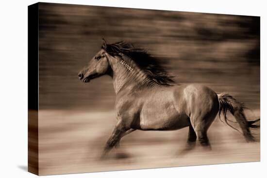 Wind Runner-Lisa Dearing-Premier Image Canvas