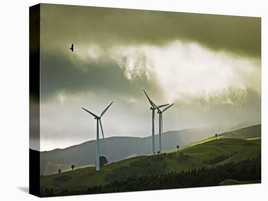 Wind Turbines and Soaring Bird of Prey, Ruahine Ranges, Manawatu, North Island, New Zealand-Smith Don-Premier Image Canvas