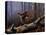 Windfall Glider - Ruffed Grouse-Wilhelm Goebel-Premier Image Canvas