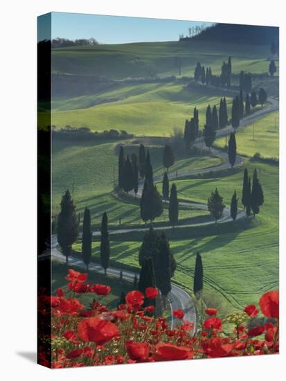 Winding Road and Poppies, Montichiello, Tuscany, Italy, Europe-Angelo Cavalli-Premier Image Canvas