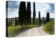 Winding Road, Near Pienza, Tuscany, Italy-Peter Adams-Premier Image Canvas