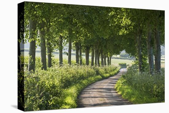 Winding Tree Lined Country Lane, Dorset, England. Summer (July)-Adam Burton-Premier Image Canvas