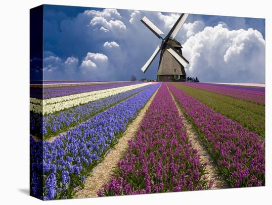 Windmill and Flower Field in Holland-Jim Zuckerman-Premier Image Canvas