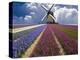 Windmill and Flower Field in Holland-Jim Zuckerman-Premier Image Canvas