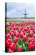 Windmills and tulip fields full of flowers in Netherland-Francesco Riccardo Iacomino-Premier Image Canvas