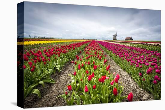 Windmills and tulip fields full of flowers in the Netherlands-Francesco Riccardo Iacomino-Premier Image Canvas