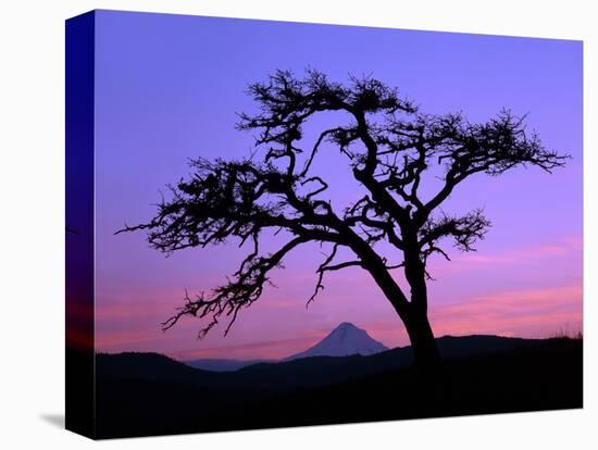 Windswept Pine Tree Framing Mount Hood at Sunset, Columbia River Gorge National Scenic Area, Oregon-Steve Terrill-Premier Image Canvas