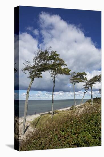 Windswept Pines on the Western Beach of the Darss Peninsula-Uwe Steffens-Premier Image Canvas