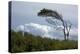 Windswept Trees, European Beech Bent from the Steady West Wind-Uwe Steffens-Premier Image Canvas