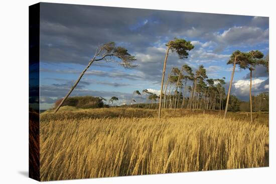 Windswept Trees in the Evening Light, Pines Bent from the Steady West Wind on the Darss Peninsula-Uwe Steffens-Premier Image Canvas