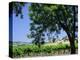 Wine Country in the Napa Valley, California, USA-Fraser Hall-Premier Image Canvas