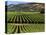 Wine Country, Napa Valley, California-John Alves-Premier Image Canvas