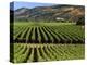 Wine Country, Napa Valley, California-John Alves-Premier Image Canvas