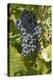 Wine Grapes, Bodegas Carrau Winery, Colon Area, Montevideo, Uruguay-Cindy Miller Hopkins-Premier Image Canvas