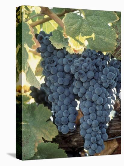 Wine Grapes, Vineyard, CA-Mark Gibson-Premier Image Canvas