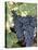 Wine Grapes-Mark Gibson-Premier Image Canvas