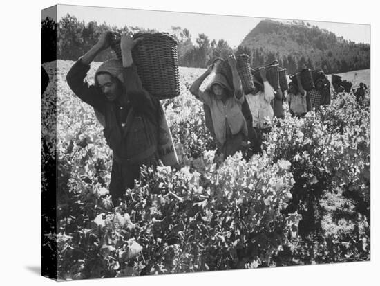 Wine Vineyard at Fransch Hoek in Cape Province Workers Spreading Fertilizer-Grey Villet-Premier Image Canvas