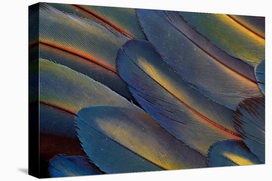 Wing Feathers Fanned Out Scarlet Macaw-Darrell Gulin-Premier Image Canvas