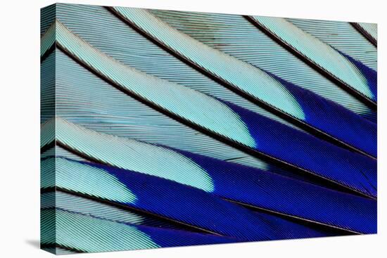 Wing Feathers of Blue-Bellied Roller-Darrell Gulin-Premier Image Canvas