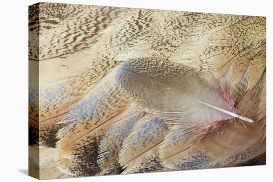 Wing Feathers of Senegal Bustard-Darrell Gulin-Premier Image Canvas