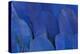Wing Feathers of the Hyacinth Macaw-Darrell Gulin-Premier Image Canvas