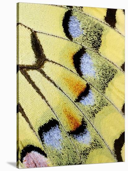 Wing of a Butterfly-Darrell Gulin-Premier Image Canvas