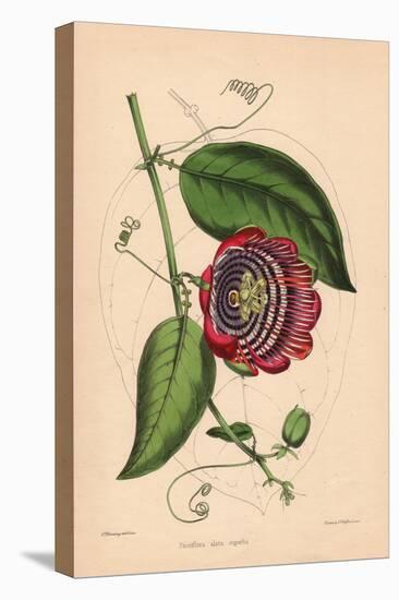 Winged-Stem Passion Flower with Crimson, Purple and White Flowers-C.T. Rosenberg-Premier Image Canvas