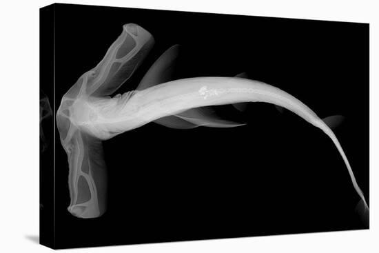 Winghead Shark-Sandra J. Raredon-Stretched Canvas