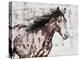 Winner Horse III-Irena Orlov-Stretched Canvas