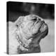 Winning Bulldog at Dog Show-Bettmann-Premier Image Canvas