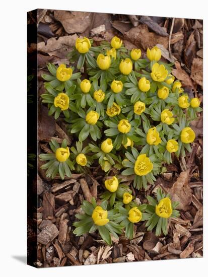 Winter Aconite (Eranthis Hyemalis)-Adrian Bicker-Premier Image Canvas