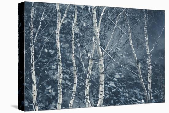 Winter Birches-Doug Chinnery-Premier Image Canvas