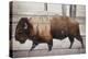 Winter Bison-Kimberly Allen-Stretched Canvas