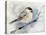 Winter Chickadee-Katrina Pete-Stretched Canvas